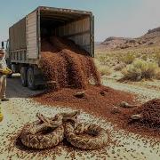 Australia Released 3 Million Fire Ants To Wipe Out The World S Most Venomous Snake But Then
