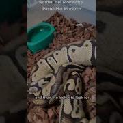 How To Tell If Your Ball Python Is Ovulating