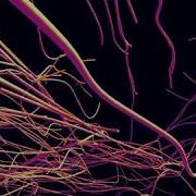 Animated Bundling Curves Particle Systems MAXScript