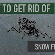 How To Get Rid Of Snow Fleas 4 Easy Steps