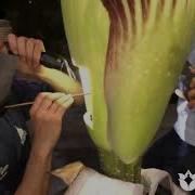 2020 Corpse Flower Pollination Second Bloom