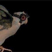 Stanford Researchers Debunk Popular Flight Models By Flying Birds Through Lasers