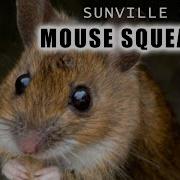 1 Hour Of Mouse Squeaking Animal Sounds With Peter Baeten