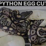 CUTTING MY FIRST CLUTCH OF BALL PYTHON EGGS Benjamin S Exotics