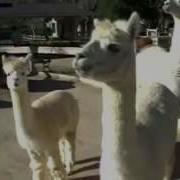 Michael Jackson Home Videos Neverland Ranch