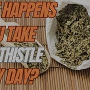 What Happens If You Take Holy Thistle Every Day