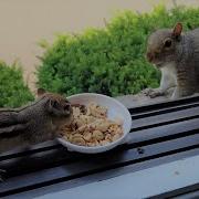 Squirrels Reactions To A Chipmunk Taking Their Food
