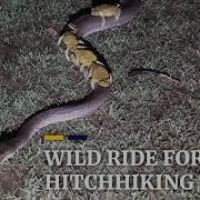 Wild Ride For Hitchhiking Toads