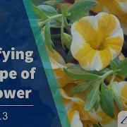 AI Course Session 4 Lecture 3 Classifying The Type Of Iris Flower
