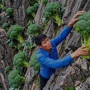 Harvesting A Lot Of Broccoli Goes To The Village Market Sell Taking Care Of The Livestock