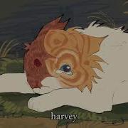 Harvey Cloudtail Brightheart Amv