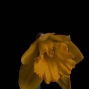 TF118 Time Lapse Flower FREE FOOTAGE