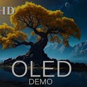 OLED DEMO 8K HDR Screen Internet Speed Test