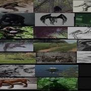 My Cryptid Tier List