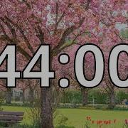44 Minutes Timer With Music Cherry Blossom Timer
