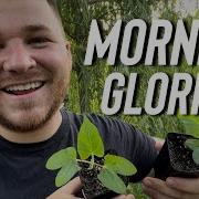 Are Morning Glories Really Invasive Why I Grow Them