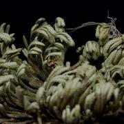 Timelapse Rose Of Jericho 4k