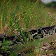 Python Crossing Dirt Road 02 Time Lapse Dangerous Animals In Florida