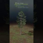 Pine Tree Rendered In Blender