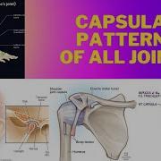 Capsular Patterns Of Joints Of Upper Lower Extremity Easy To Learn PhysioLearning