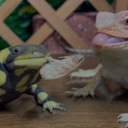 Don T Steal Salamander Lizard Frog Toad