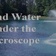 Pond Water Under The Microscope