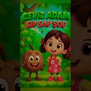 Niloya Ceviz Adam Şip Şap Şop 2025 En Eğlenceli Çocuk Şarkısı Shorts Niloya Eğlenceli Keşfet