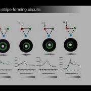Yolanda Schaerli Synthetic Gene Regulatory Networks For Spatiotemporal Pattern Formation