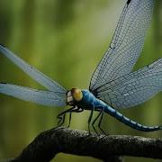 The Evolution Of Insect Flight