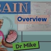 Overview Of The Brain