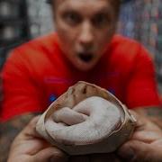 WORLDS FIRST SNAKE HATCHING INCREDIBLE BALL PYTHONS BRIAN BARCZYK