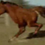 Тест на психику Кто заржёт тот псих Flv