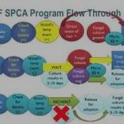 Ringworm Roundup 1 Overview Conference Recording