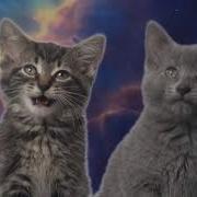 Space Cats Magic Fly Sync 1 Hour Version