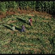 Formalist Cinema Crop Circle Sequence From SIGNS HD