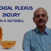 Adult Brachial Plexus Injuries In A Nutshell