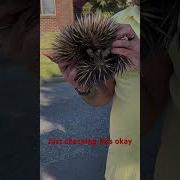 Finding An Echidna Let S Check It S Over And Release Goneviral Echidna Viral Animals