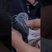 Just Imagine How Long This Python S Fangs Are Viral Snake Bigsnake