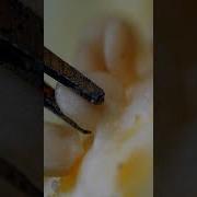 Pepper Seed In Macro Urday