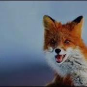 Fox Call And Growl Sound Effect