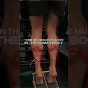 6 Reasons You NEED To Train Your Soleus Strongest Muscle In The Human Body