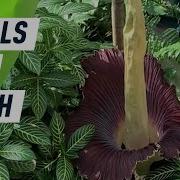 This Corpse Flower Blooms Once A Decade Just In Time For Halloween Mashable