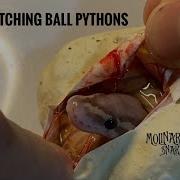 What A Great Clutch Of Eggs