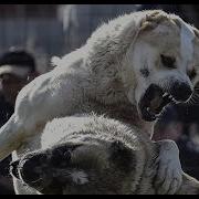 ВОЛКОДАВЫ 5 СОБАК СПОСОБНЫХ УБИТЬ ВОЛКА