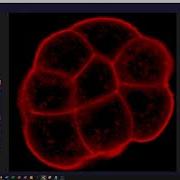 Введение в Imaris Viewer