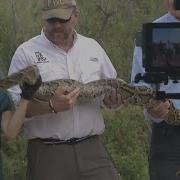 Florida Kicks Off Python Challenge A Competition To Catch The Biggest And Most Pythons