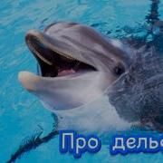Про дельфинов детям Познавательное видео о дельфинах