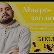 МАКРОЭВОЛЮЦИЯ Пути Направления Способы эволюции для ЕГЭ 2024 ЕГЭ БИОЛОГИЯ Freedom