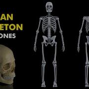 Human Skeleton Anatomy And Physiology 3d Animation