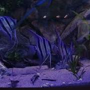 Altum Rio Iniridia
